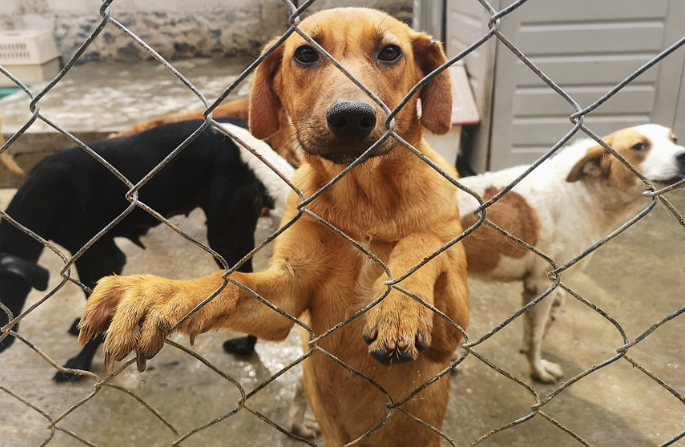 Aumentan reportes por venta clandestina de animales en Puebla durante 2025