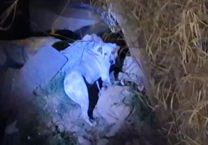 Centro de Bienestar Animal de Cuautlancingo salva a perro en la México-Puebla