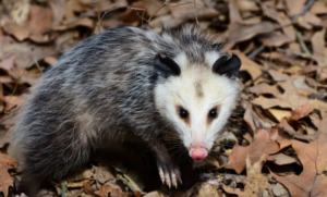 Piden respetar a tlacuaches ante mayor presencia en calles de Puebla